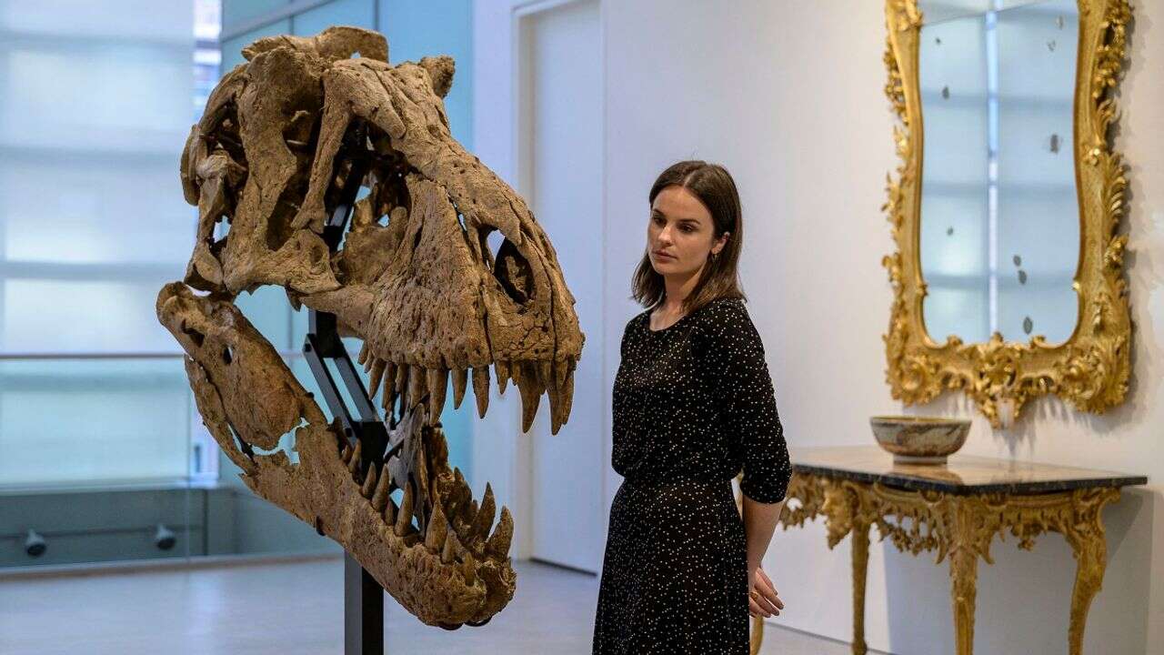 Un crâne de T-rex vendu 6,1 millions de dollars aux enchères à New York