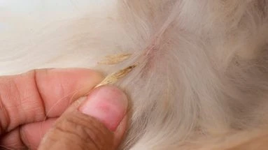 Cette herbe sèche que l'on trouve à la campagne et en ville peut se révéler être un vrai danger quand vous promenez votre chien