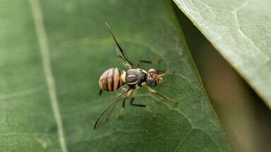 Mouche orientale des fruits : on vous explique pourquoi l’Anses alerte sur cet insecte