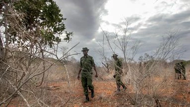 Au Kenya, le trafic d’animaux concerne aussi… les fourmis