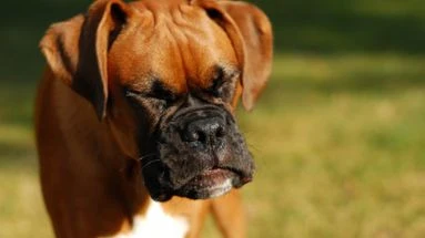 Pourquoi mon chien éternue-t-il et faut-il s'en inquiéter ?