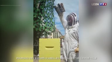 Pourquoi des essaims d'abeilles s'installent en centre-ville ?