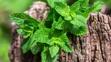 Ces erreurs que font trop souvent les jardiniers en plantant de la menthe