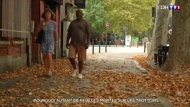 Pourquoi autant de feuilles mortes sur les trottoirs