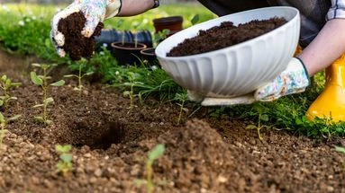 La terre de votre jardin est trop sèche ? Pas de problème pour ces légumes !