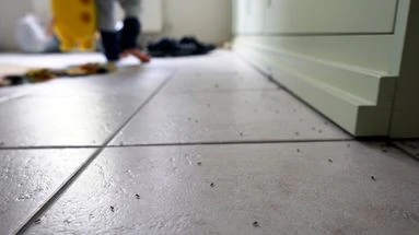 Comment combattre les fourmis grâce à un mélange simple de bicarbonate et de sucre ?