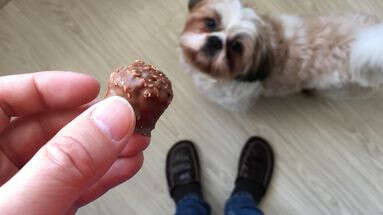 Attention, même une petite quantité de chocolat peut être fatale à votre chien !