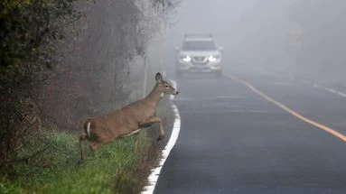 Je percute un animal sur la route, puis-je être dédommagé en cas de dégâts matériels et corporels ? Le 13H à vos côtés