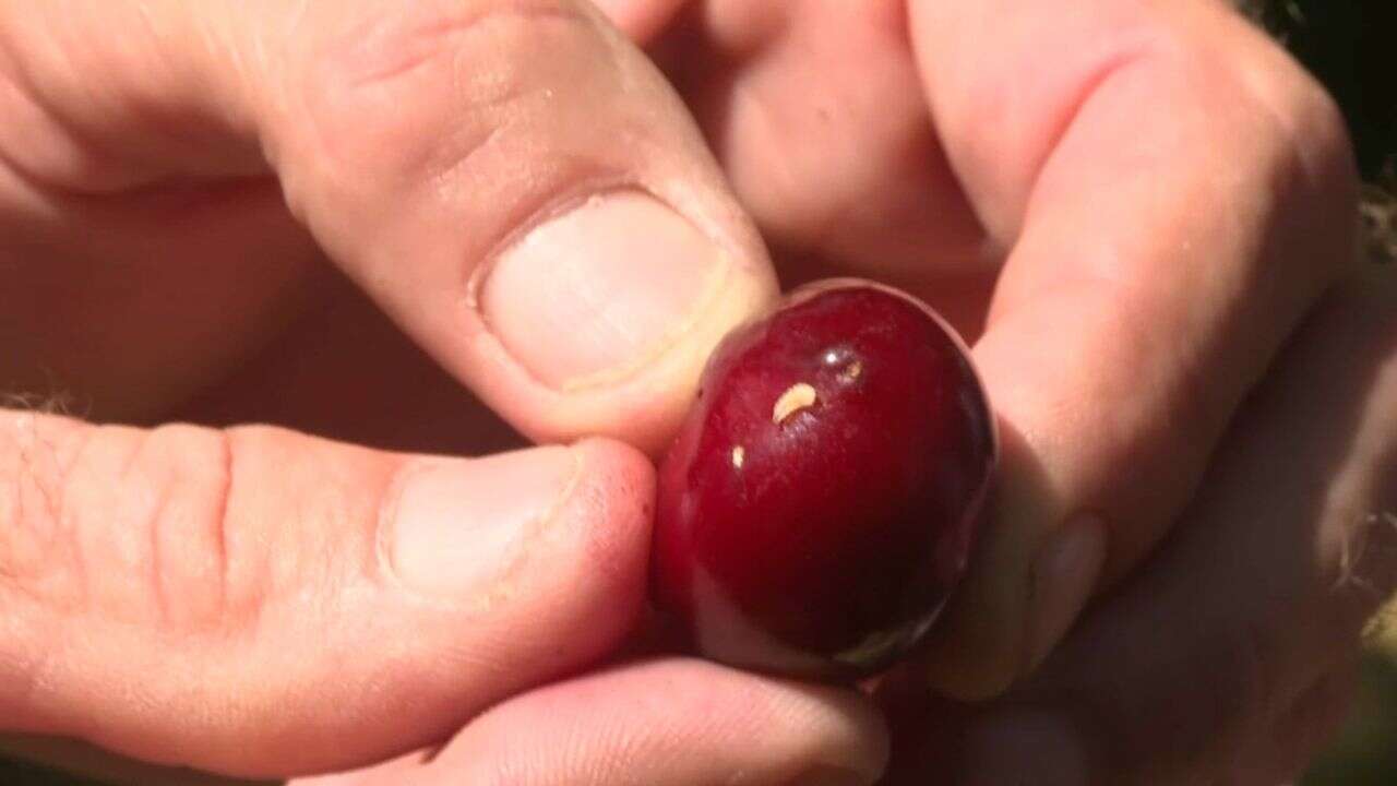 VIDÉO - Qu’est-ce que la mouche suzukii, cet insecte qui menace les récoltes de cerises ?