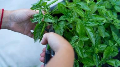 Ne laissez plus jamais mourir votre basilic grâce à ces conseils