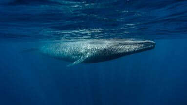 Les collisions avec les navires, source de mortalité majeure pour les baleines