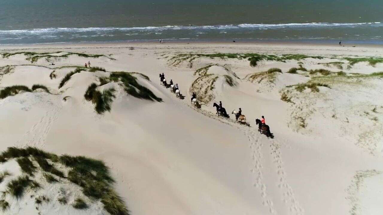 VIDÉO - Partez à la découverte des Henson, ces chevaux protecteurs de la Baie de Somme