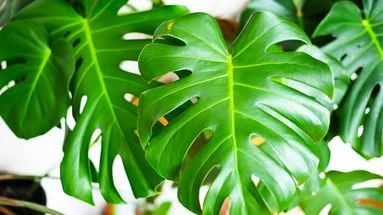 Vous rêvez d'une Monstera ? Voici comment l'entretenir pour la faire durer dans le temps