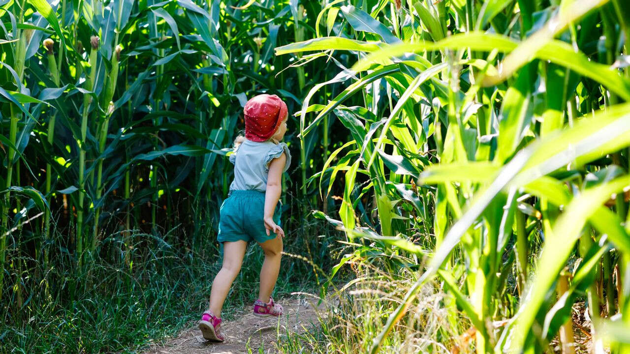 VIDÉO - Les labyrinthes de maïs, un nouveau moyen pour les agriculteurs de se faire du blé