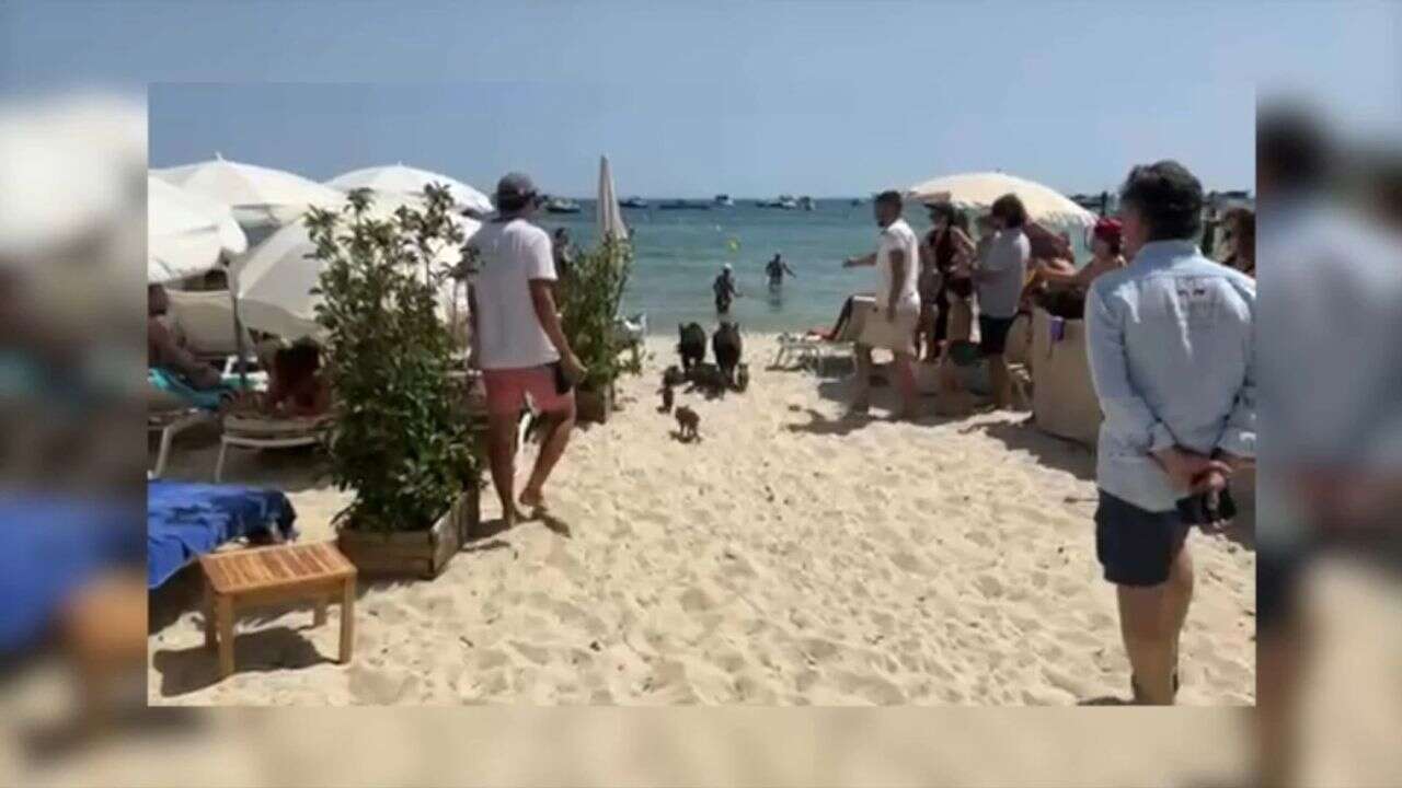 VIDÉO - À la plage, en terrasse, dans les jardins... Dans le Var, les sangliers sont partout