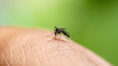 Cas autochtones de chikungunya en métropole : faut-il s’attendre à une prolifération ?