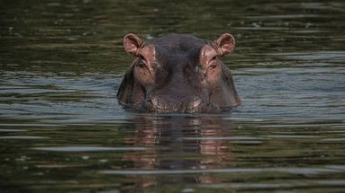 Attaque d'hippopotame en Côte d'Ivoire : pourquoi cet herbivore est-il autant redouté ?