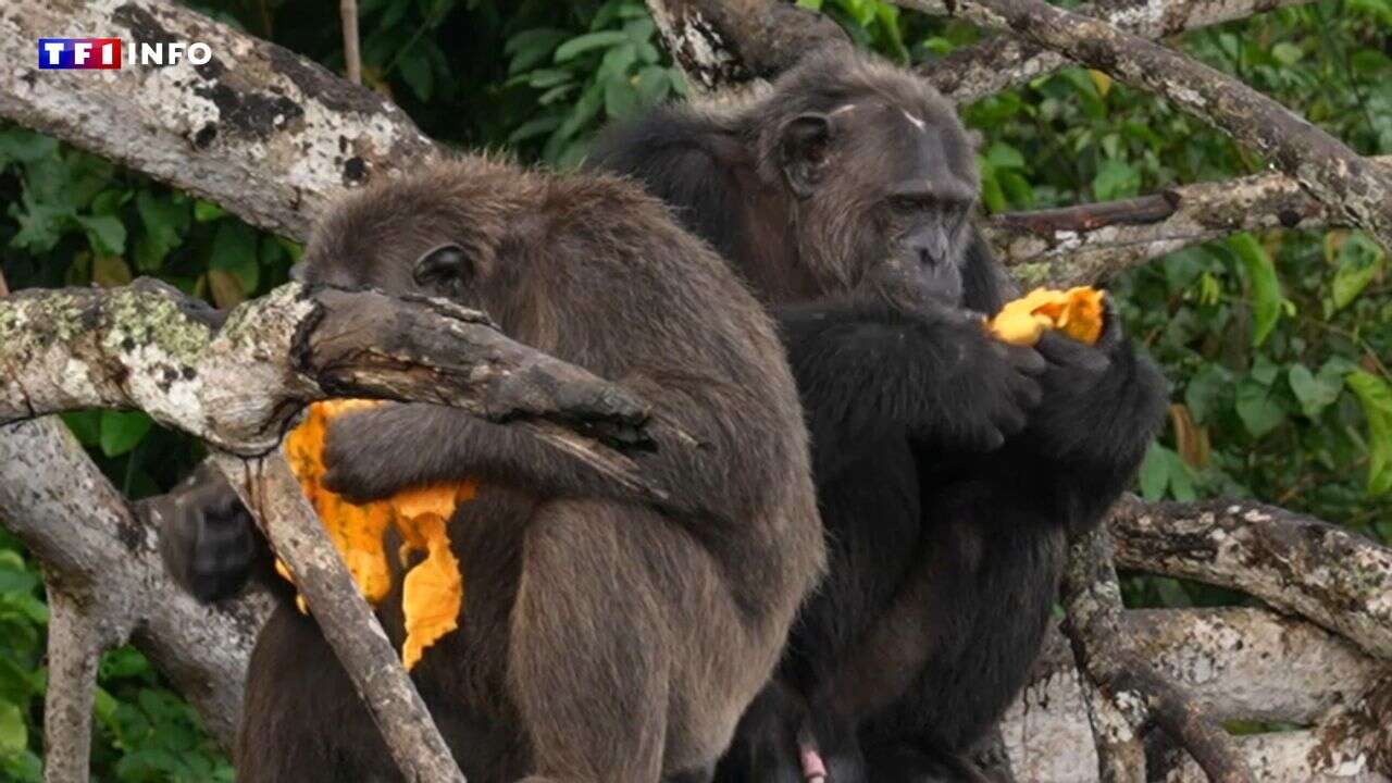 VIDÉO - République du Congo : ils sauvent les animaux de la jungle