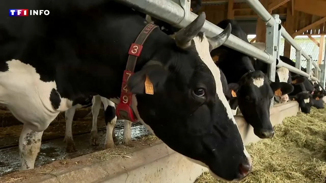 VIDÉO - À la ferme, l'intelligence artificielle au service du bien-être animal