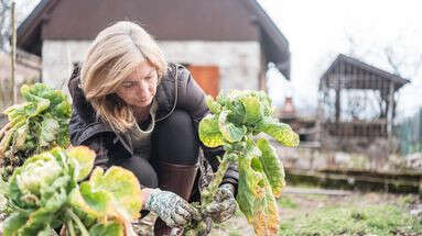 Décembre au jardin : ce n'est pas le moment d'abandonner son potager