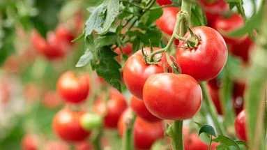 Ces gestes préventifs à mettre en œuvre pour protéger ses tomates des orages