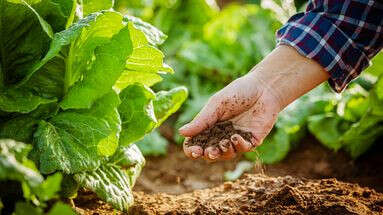 Jardin et potager : ce qui vous attend pour ce mois de septembre