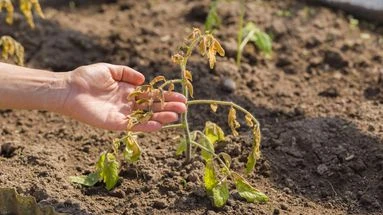 Herbes hautes, légumes trop mûrs, plantes desséchées… Comment remettre de l’ordre dans votre jardin en rentrant de vacances ?