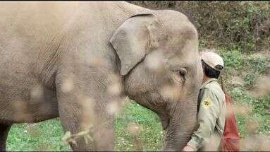 Asie : en Thaïlande et au Laos, des éléphants sauvés par le tourisme ?