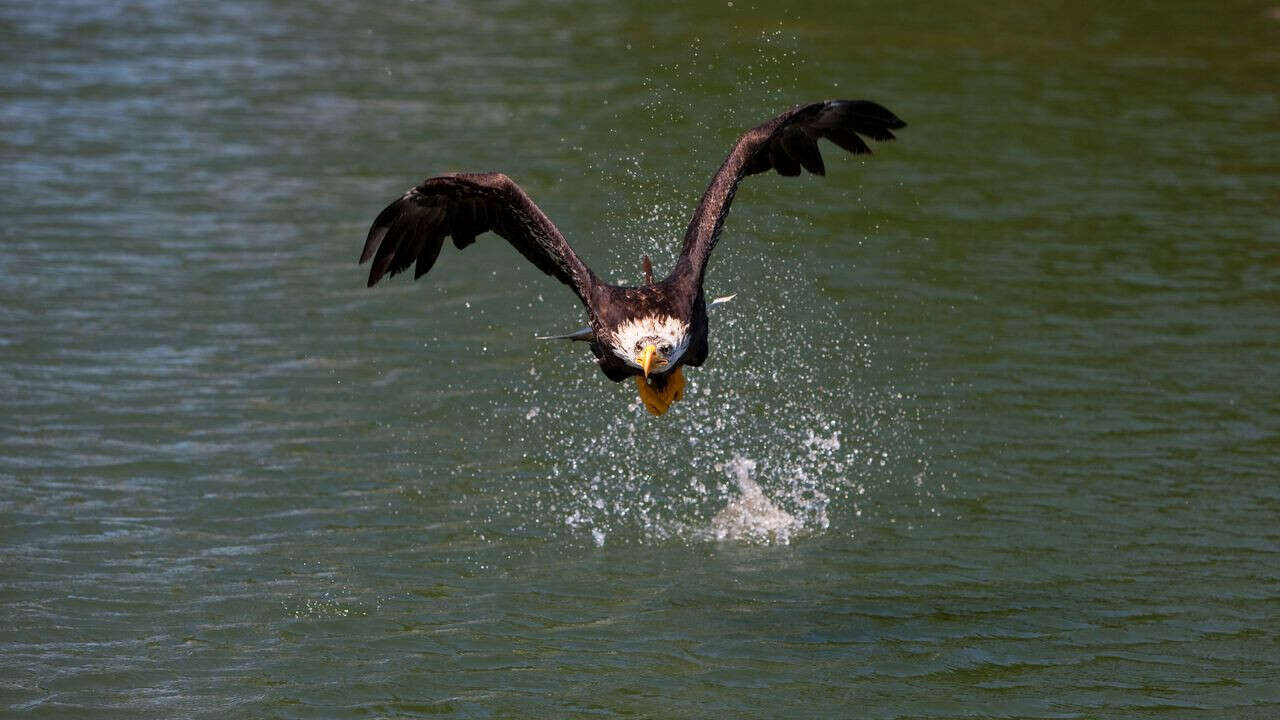 VIDÉO - Le retour royal des aigles du Léman, plus d'un siècle après avoir disparu