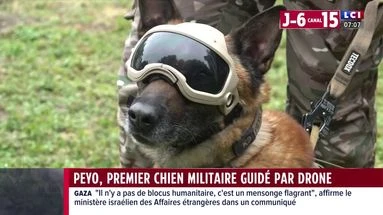 Peyo, premier chien militaire guidé par drone