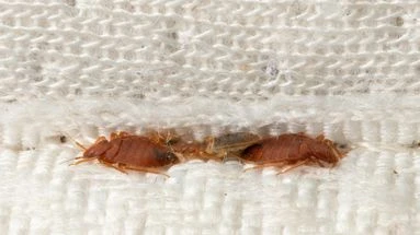 Je trouve des punaises de lit dans ma chambre d'hôtel, puis-je être remboursé ? Le 13H à vos côtés