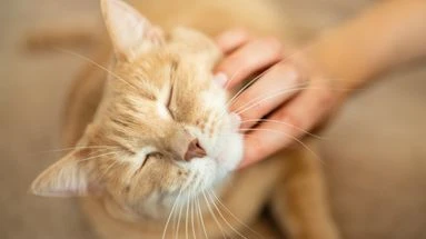 Comment caresser un chat ? Une vétérinaire dévoile la méthode CAT qui vous évitera des coups de griffe