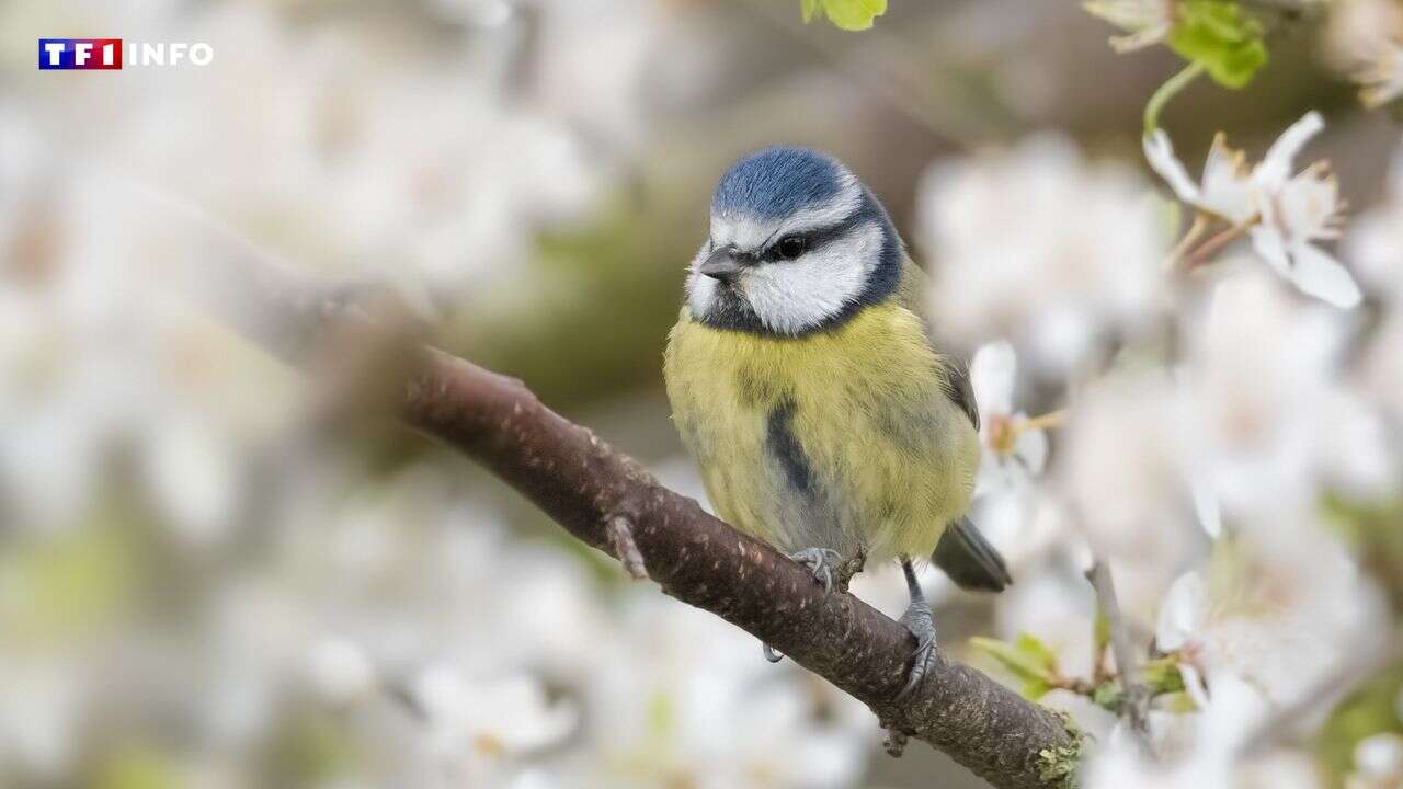 Et si on comptait les oiseaux autour de nous ce week-end ?