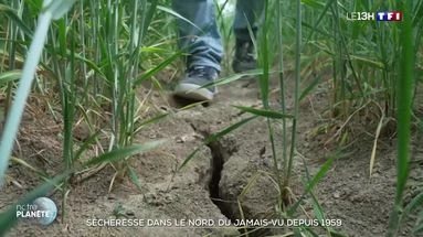 Sécheresse dans le Nord : du jamais-vu depuis 1959