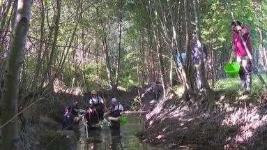 Sécheresse : en Charente, ils mènent des opérations de sauvetage des poissons