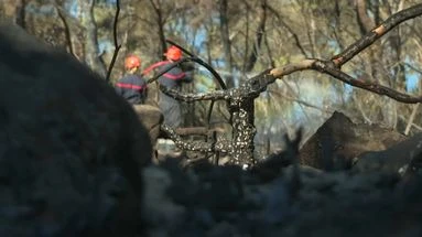 Incendie dans le Var : sept hectares de pins brûlés autour de Saint-Cyr-sur-Mer