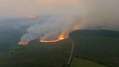 Incendie dans l'Aude : combien de temps faut-il pour que la nature se régénère ?