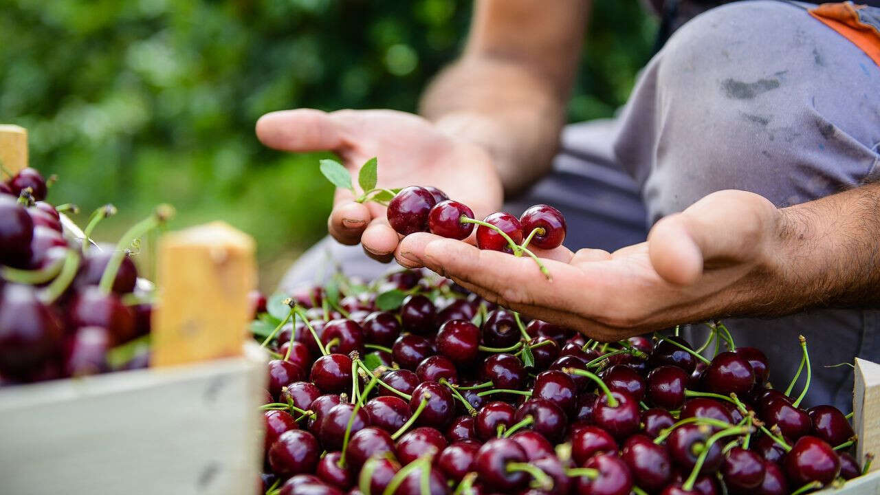 Qu'est-ce que la Drosophila suzukii, ce moucheron devenu la terreur des producteurs de cerises ?