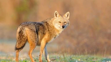 Chacal doré : que sait-on de ce petit canidé, qui semble poursuivre son expansion en France ?