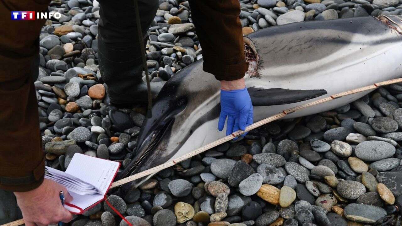 Dauphins échoués : le futur arrêté sur la pêche déjà dans le viseur des associations