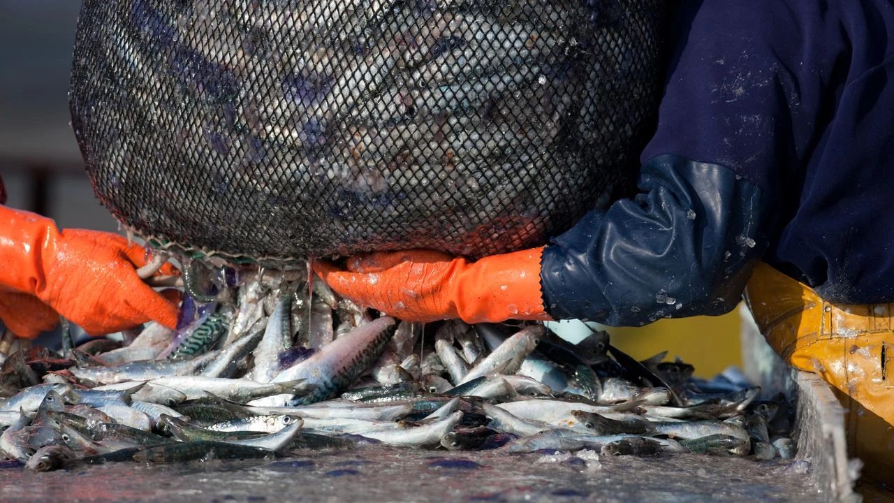 Mers Méditerranée et Noire : 73% des poissons commercialisés proviennent de la surpêche