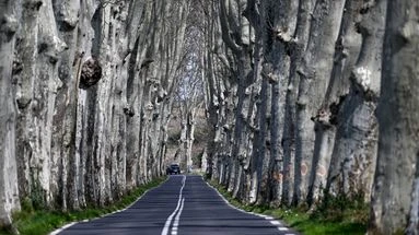 VIDÉO - De Napoléon à la Première Guerre mondiale : pourquoi y a-t-il des platanes au bord des routes ?