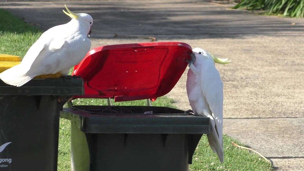 VIDÉO - Australie : quand des cacatoès s'adaptent à l'homme en apprenant à ouvrir les poubelles