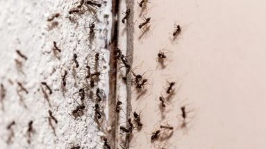 Craie, café, thym... Ces astuces simples et naturelles pour éloigner les insectes de votre maison