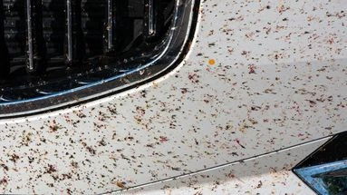 Les moucherons et autres petits insectes nous envahissent et il y a une explication