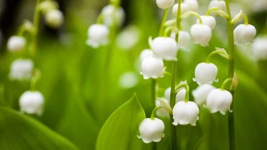 Muguet : les trois règles à respecter si vous le cueillez en forêt