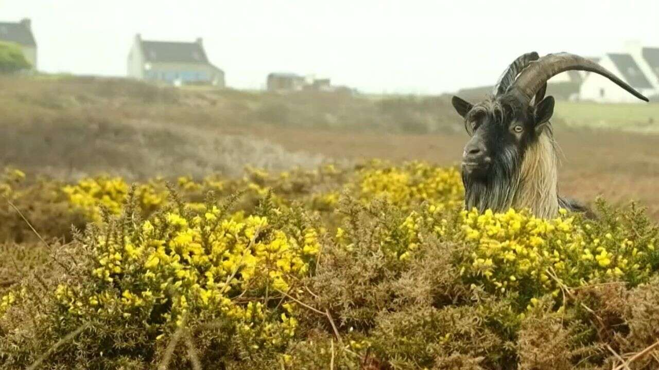 REPORTAGE - Trop envahissantes et trop nombreuses : les chèvres d'Ouessant sèment la pagaille sur l'île