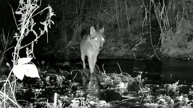 Loups : un amendement controversé autorise l'usage de lunettes de tir à visée nocturne pour cibler l'animal