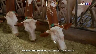 Vaches contaminées : le combat d'un éleveur