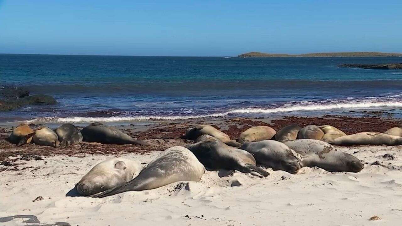 VIDÉO - Les Îles Malouines, le paradis des lions de mer